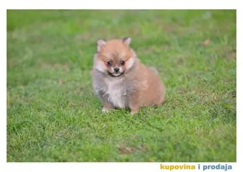 Pomeranski špic - 9/11