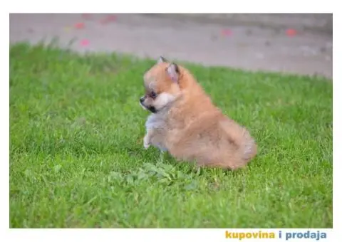 Pomeranski špic - 10/11