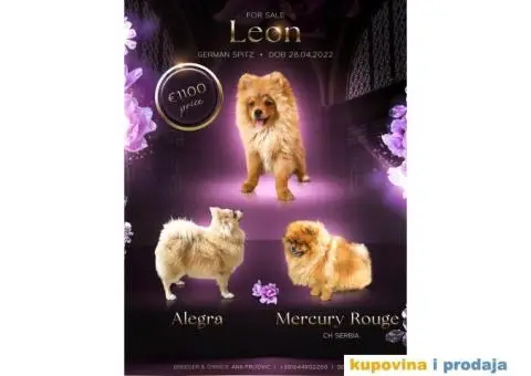 Pomeranac štene - 1/15