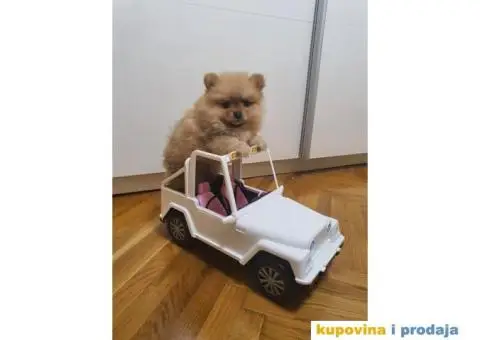 Pomeranac štene - 3/15