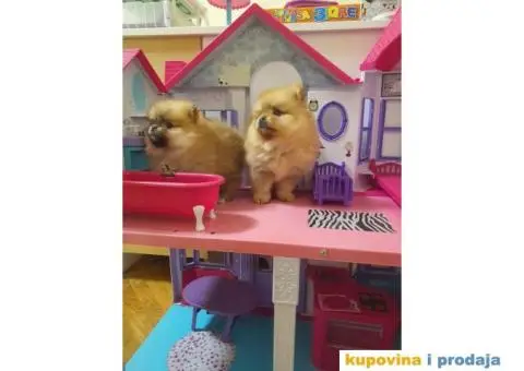 Pomeranac štene - 4/15