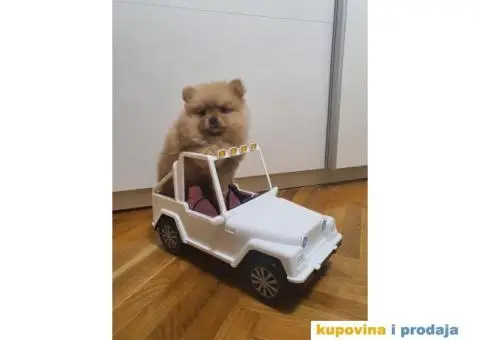 Pomeranac štene - 5/15