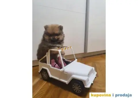 Pomeranac štene - 6/15