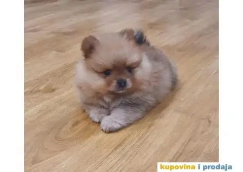 Pomeranac štene - 8/15