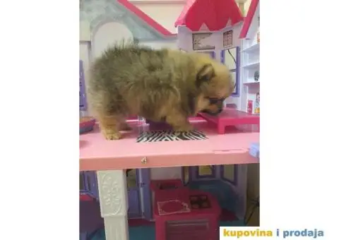 Pomeranac štene - 9/15