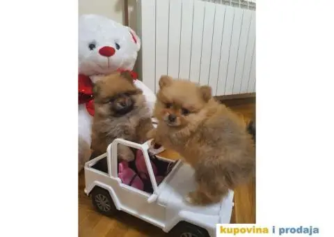 Pomeranac štene - 11/15