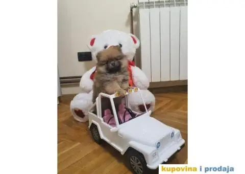 Pomeranac štene - 12/15