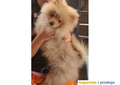 Pomeranac štene - 13/15