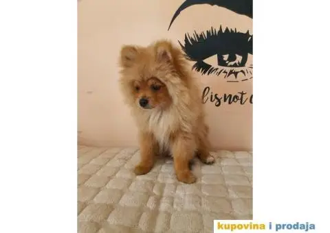Pomeranac štene - 14/15