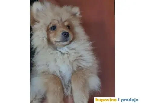 Pomeranac štene - 15/15
