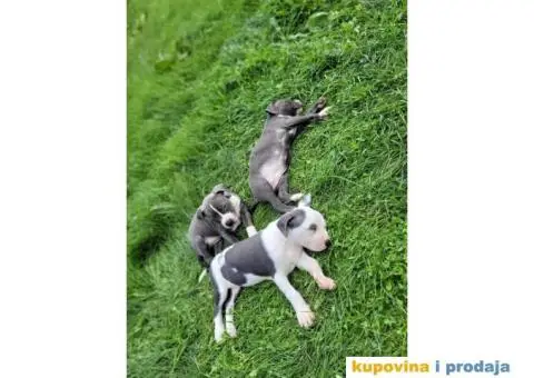 Američki Pitbull terijer štenci - 1/15