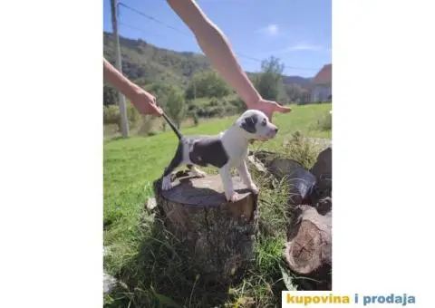 Američki Pitbull terijer štenci - 2/15