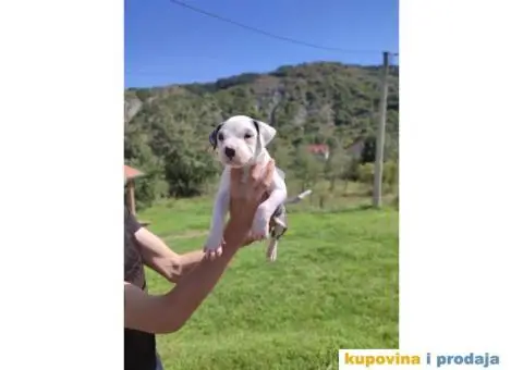 Američki Pitbull terijer štenci - 3/15