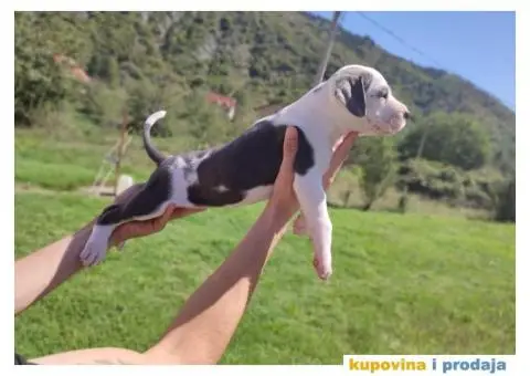 Američki Pitbull terijer štenci - 4/15