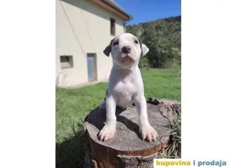 Američki Pitbull terijer štenci - 5/15