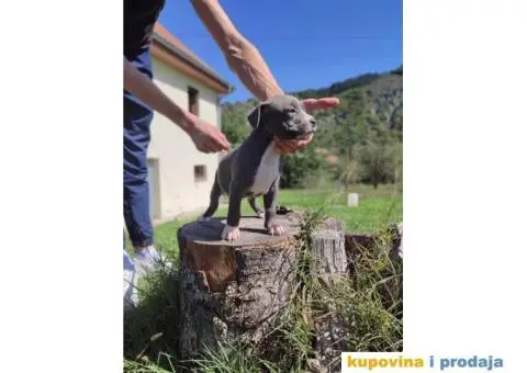 Američki Pitbull terijer štenci - 6/15