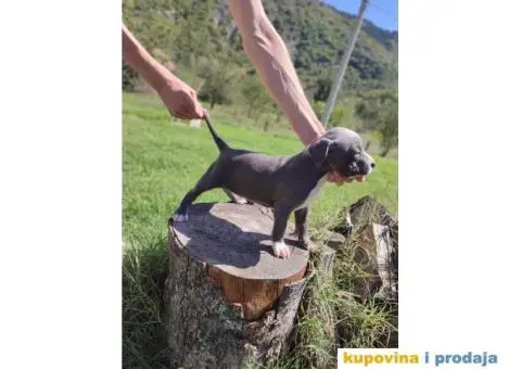 Američki Pitbull terijer štenci - 7/15