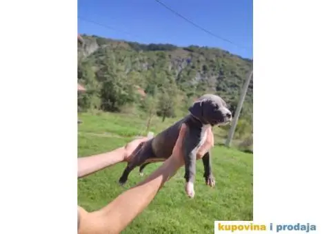 Američki Pitbull terijer štenci - 9/15