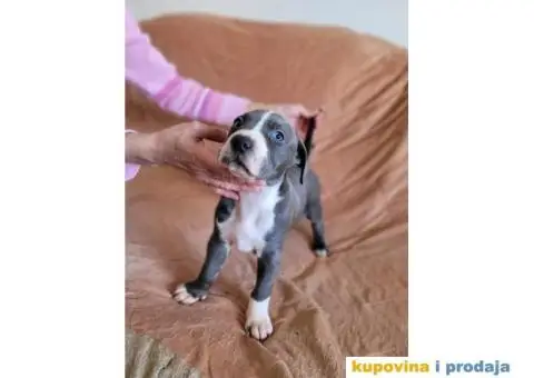 Američki Pitbull terijer štenci - 10/15