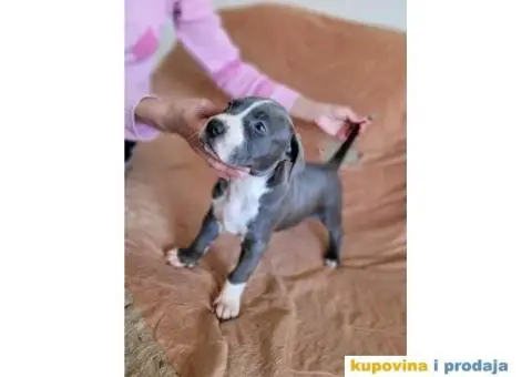 Američki Pitbull terijer štenci - 11/15