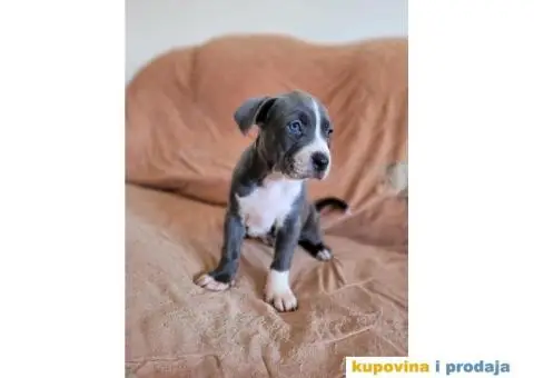 Američki Pitbull terijer štenci - 12/15