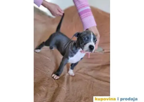 Američki Pitbull terijer štenci - 13/15