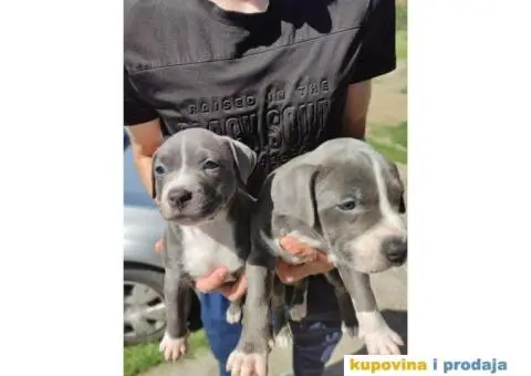 Američki Pitbull terijer štenci - 14/15