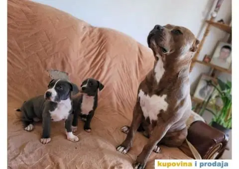 Američki Pitbull terijer štenci - 15/15