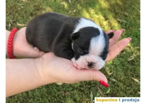 Boston Terijer štenci - 1/6