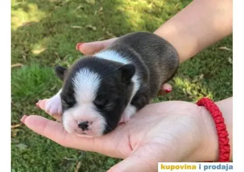 Boston Terijer štenci - 2/6