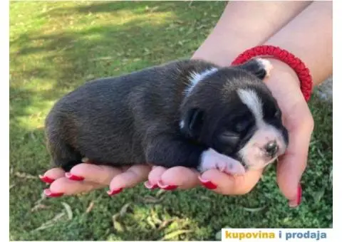 Boston Terijer štenci - 3/6