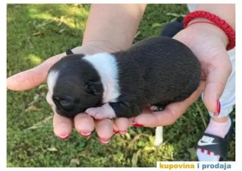 Boston Terijer štenci - 4/6