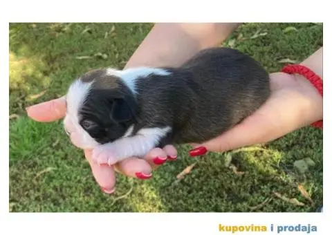 Boston Terijer štenci - 5/6