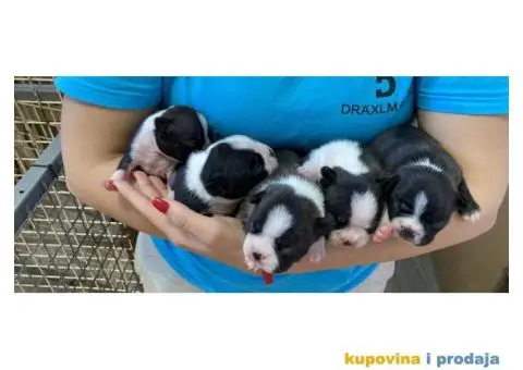 Boston Terijer štenci - 6/6