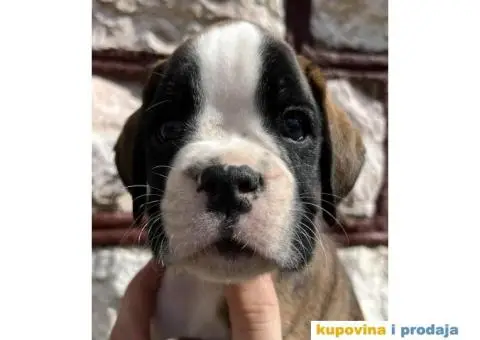 Nemački Bokser štenci - 1/14