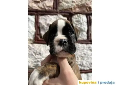 Nemački Bokser štenci - 2/14