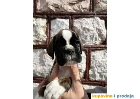 Nemački Bokser štenci - 3/14