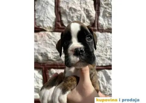 Nemački Bokser štenci - 4/14