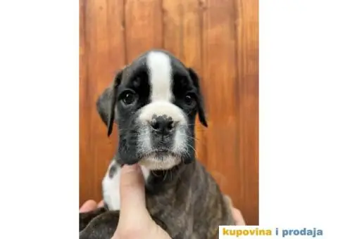 Nemački Bokser štenci - 5/14