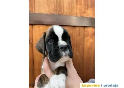 Nemački Bokser štenci - 6/14