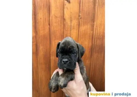 Nemački Bokser štenci - 7/14