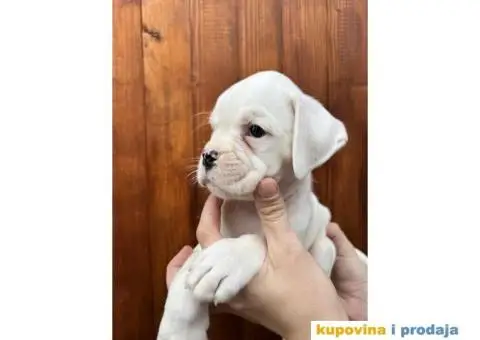 Nemački Bokser štenci - 8/14