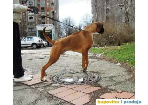 Nemački Bokser štenci - 9/14