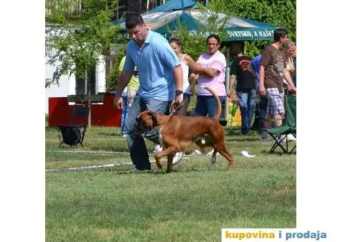 Nemački Bokser štenci - 10/14