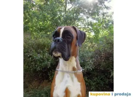 Nemački Bokser štenci - 11/14