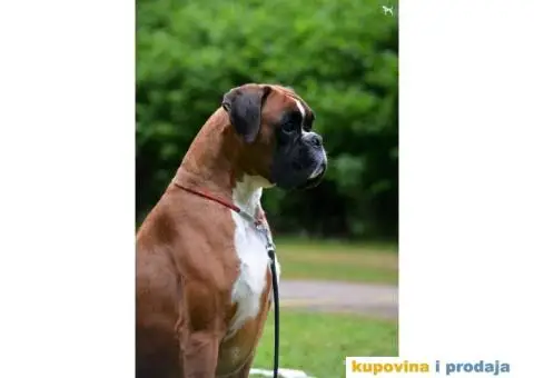 Nemački Bokser štenci - 12/14
