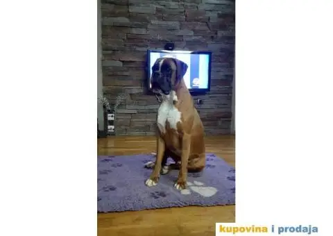 Nemački Bokser štenci - 13/14