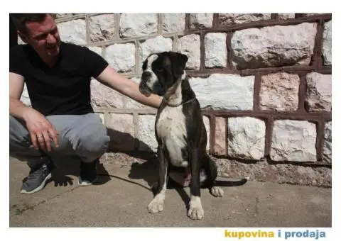 Nemački Bokser štenci - 14/14