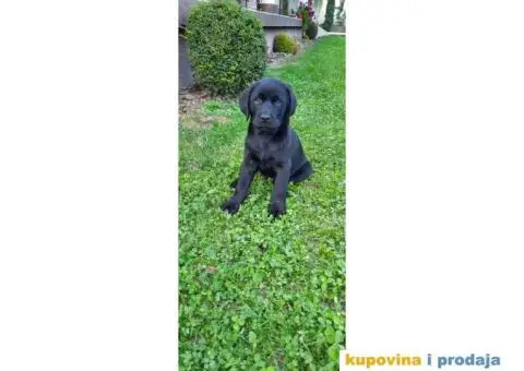 Labrador štenci - 2/8