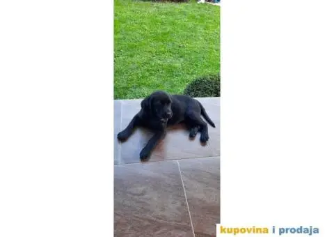 Labrador štenci - 3/8